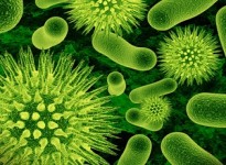 Phụ gia kháng khuẩn cho sơn - Anti Biocides là gì?